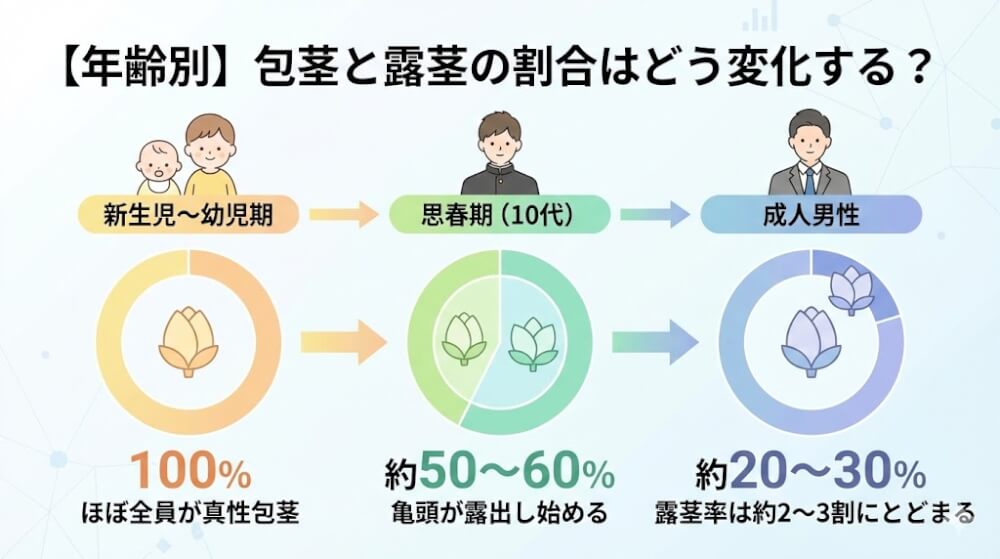【年齢別】包茎と露茎の割合はどう変化する?