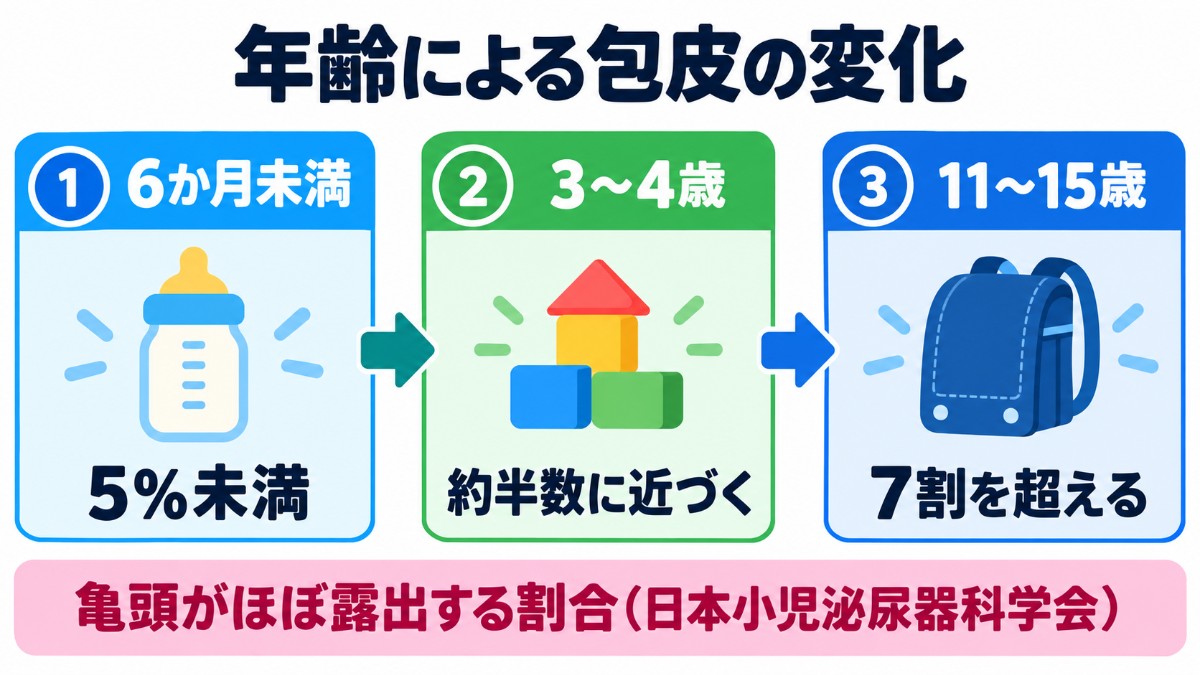 年齢による包皮の変化(亀頭がほぼ露出する割合)の図解
