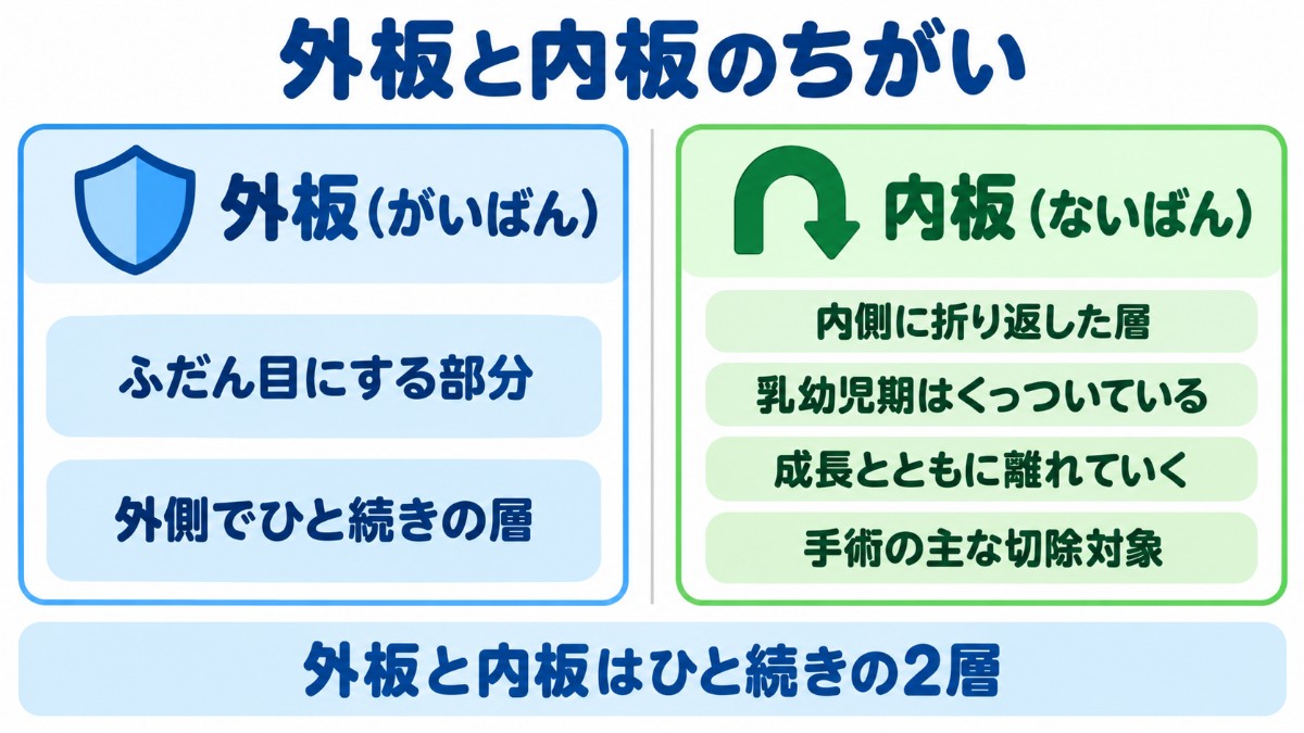 包皮の外板と内板を左右に分けて、ふだん見える外側の層と、内側に折り返して成長とともに離れ、手術で主に切除される内側の層の違いを比べた図
