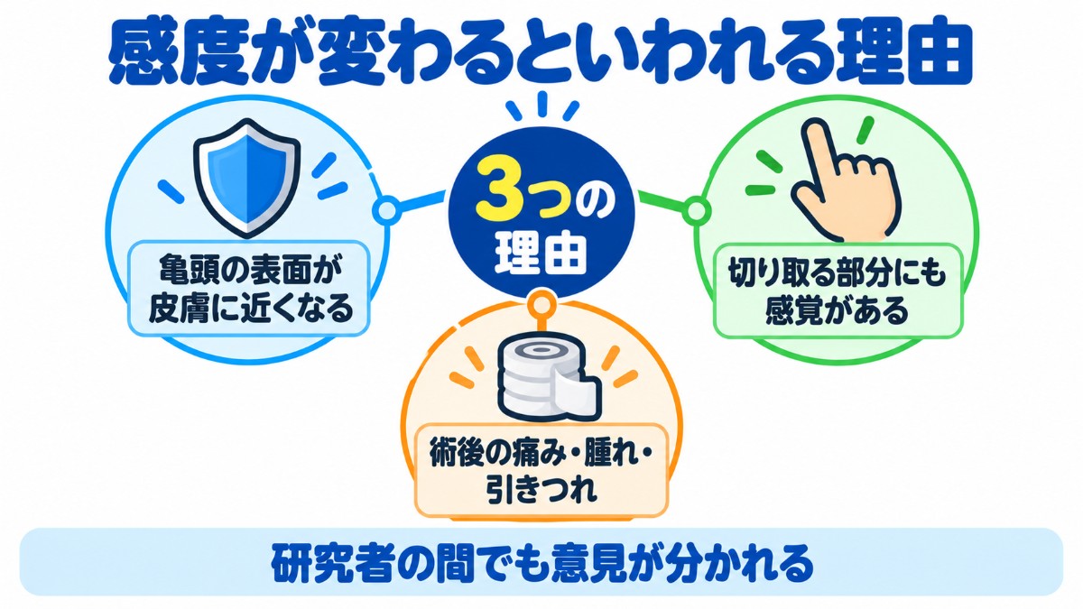 包茎手術で感度が変わるといわれる3つの理由を放射状に示した図