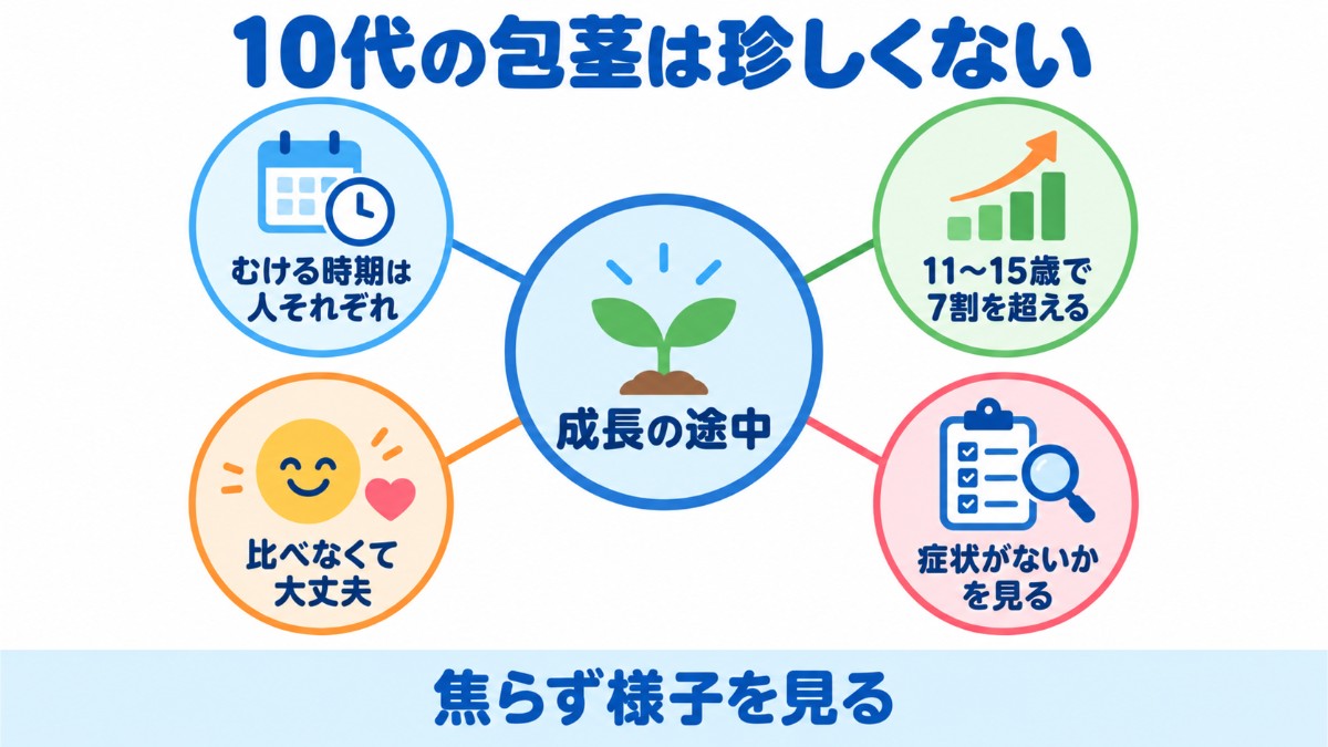 10代で包皮がむけるようになる時期の目安と個人差を示した図