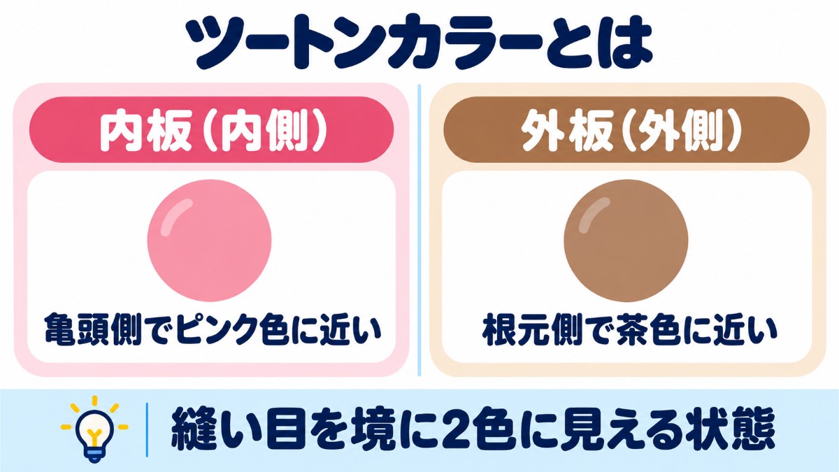 包皮の内板と外板の色の違いを左右に並べて示した図